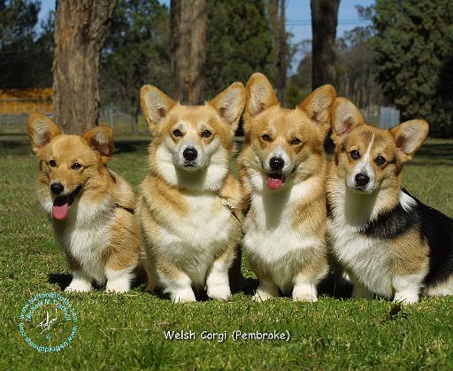 Welsh Corgi Pembroke 9M70D-18.JPG